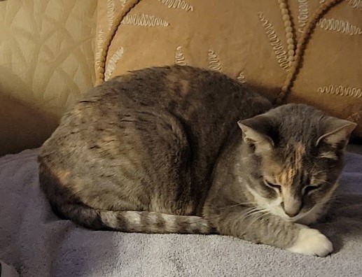 Pet Photo