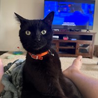 Lost Pet Image