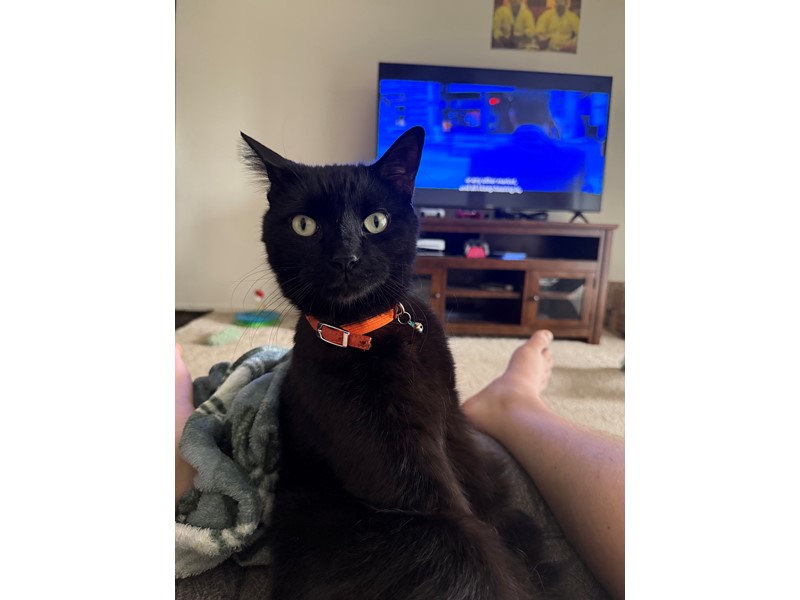 Pet Photo
