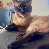 Lost Pet Image