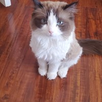 Lost Pet Image