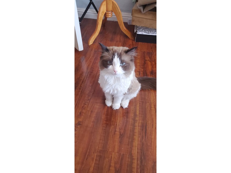 Pet Photo