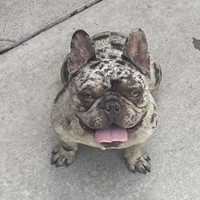 Lost Pet Image