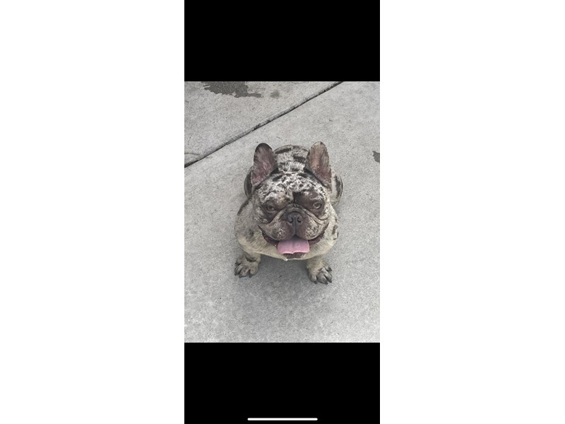 Pet Photo