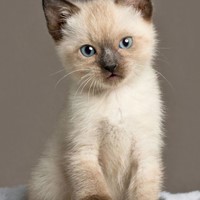 Lost Pet Image