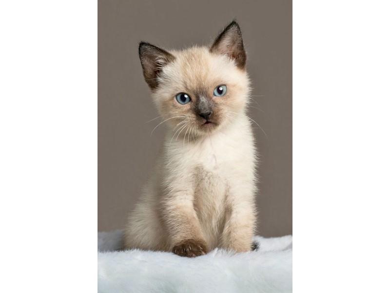 Pet Photo