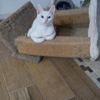 Lost Pet Image