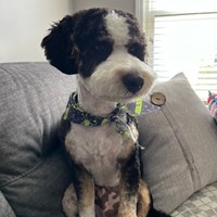 Lost Pet Image