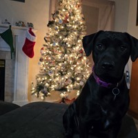 Lost Pet Image
