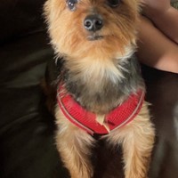 Lost Pet Image