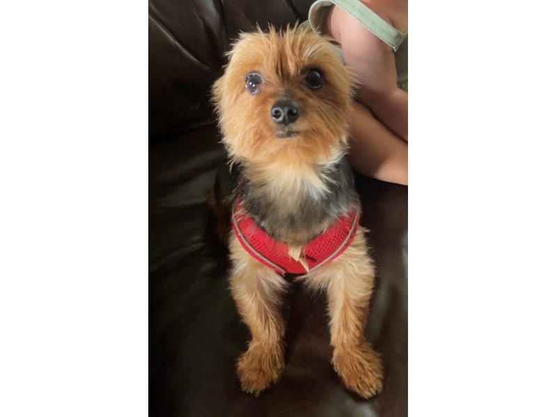 Pet Photo