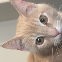 Lost Pet Image
