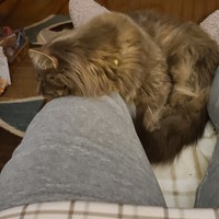 Lost Pet Image