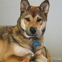 Lost Pet Image