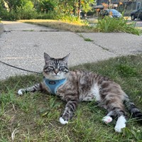 Lost Pet Image