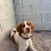 Lost Pet Image