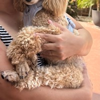 Lost Pet Image