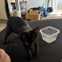 Lost Pet Image