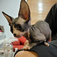 Lost Pet Image