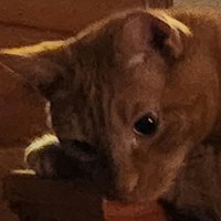 Lost Pet Image