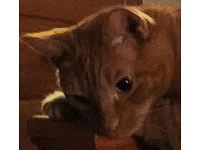 Pet Photo