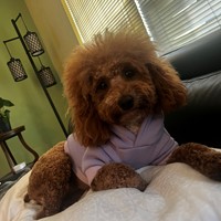 Lost Pet Image