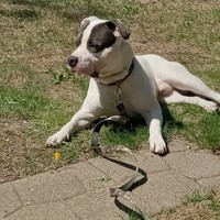 Lost Pet Image