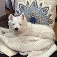 Lost Pet Image