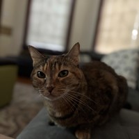 Lost Pet Image
