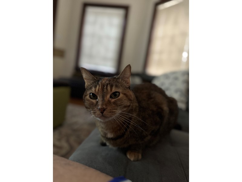 Pet Photo