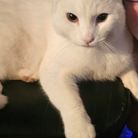 Lost Pet Image