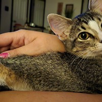 Lost Pet Image