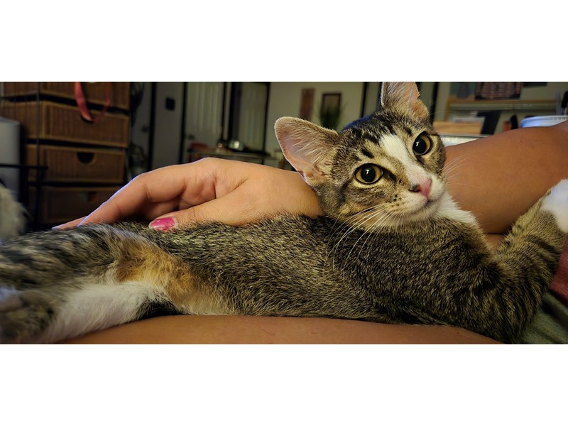 Pet Photo