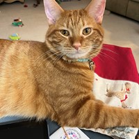 Lost Pet Image