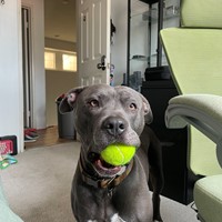 Lost Pet Image