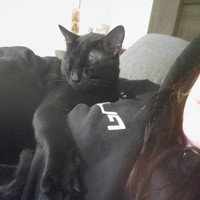 Lost Pet Image