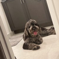 Lost Pet Image