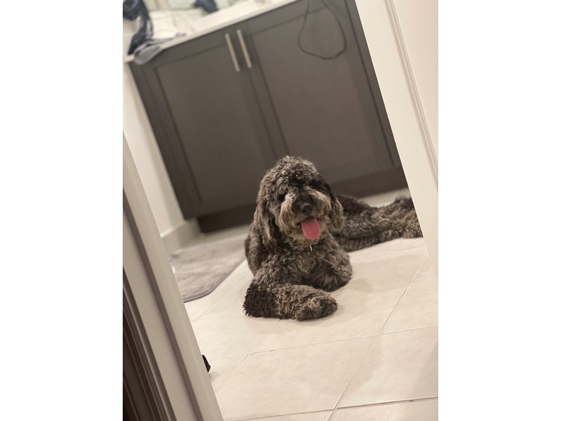Pet Photo