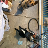 Lost Pet Image