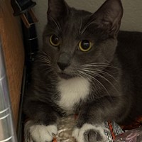 Lost Pet Image