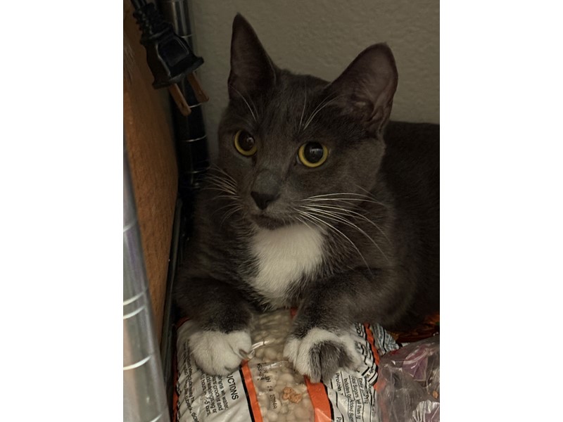 Pet Photo