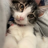 Lost Pet Image