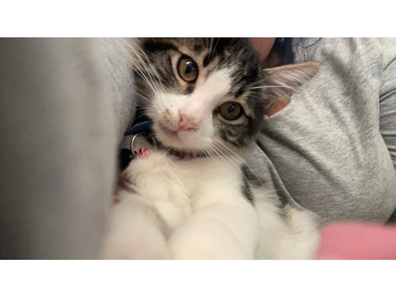 Pet Photo