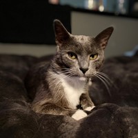 Lost Pet Image
