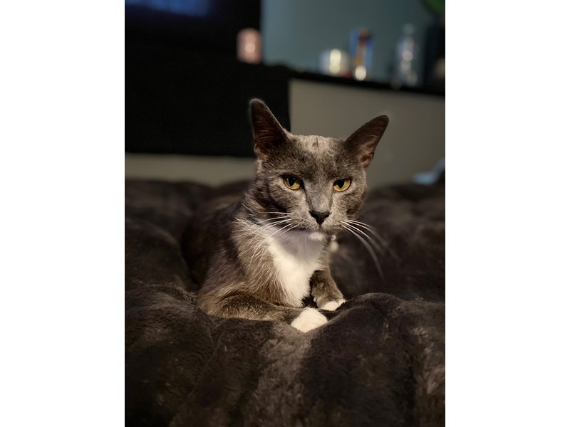 Pet Photo