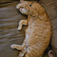 Lost Pet Image