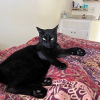 Lost Pet Image