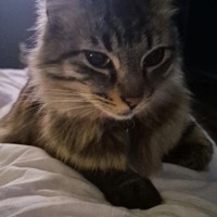 Lost Pet Image