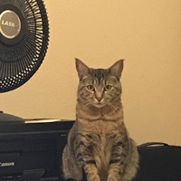 Lost Pet Image
