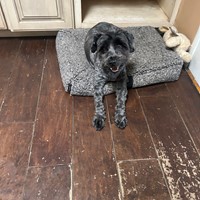 Lost Pet Image